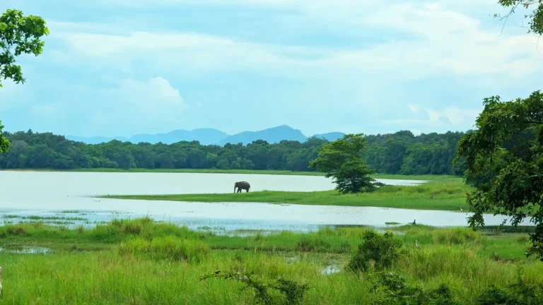 Wildlife Safari, Elephants, Nature Reserve, Bird Watching, National Park, Wetland Ecosystem, Jeep Safari, Wildlife Conservation, Nature Trails, Eco-Tourism, Flora and Fauna, Minneriya Tank, Sri Lanka Wildlife.